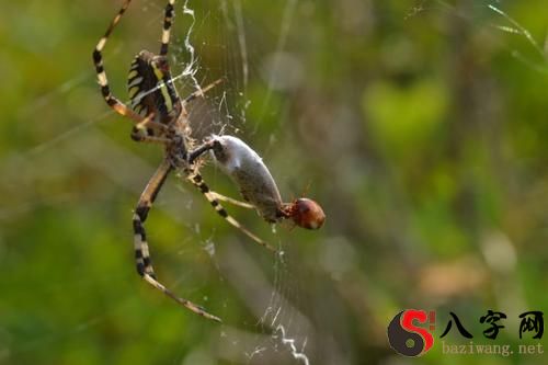 Dreaming of spiders crawling on your body