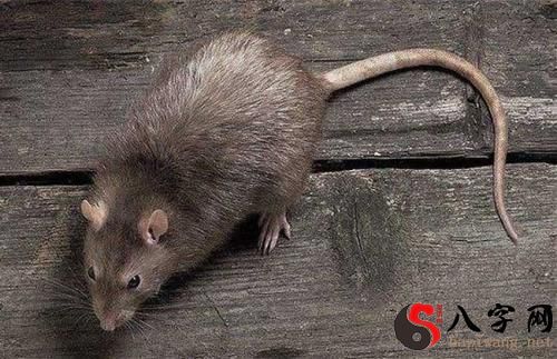 Dreaming of a rat with a broken tail