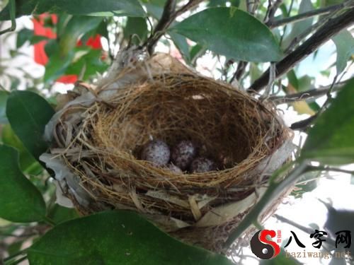 Dreaming of a bird's nest