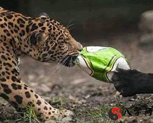 Dreaming of being bitten by a leopard
