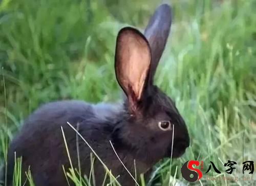 Dreaming of pulling grass and feeding rabbits
