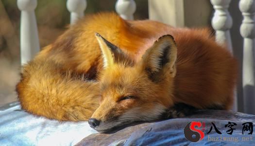 Dreaming of a fox biting me