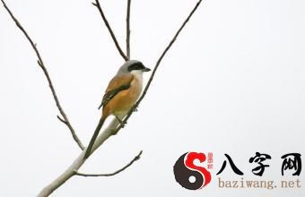 Dreaming of a bird in your arms