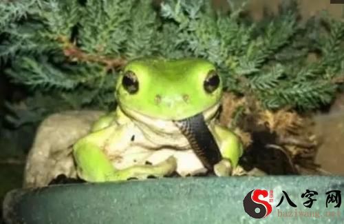 Dreaming of a small frog eating a snake