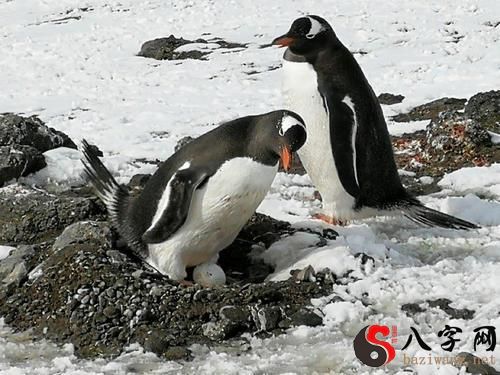 Dreaming of penguins hatching eggs