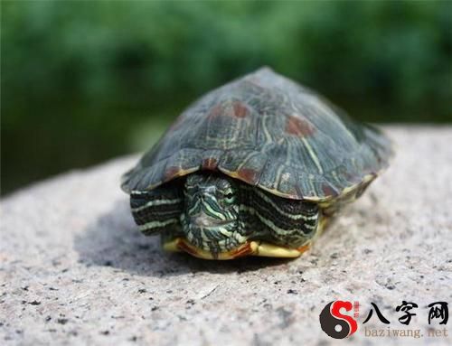 Dreaming of a turtle in a river