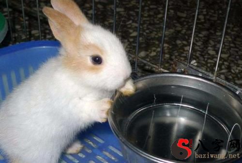 Dreaming of feeding a rabbit water