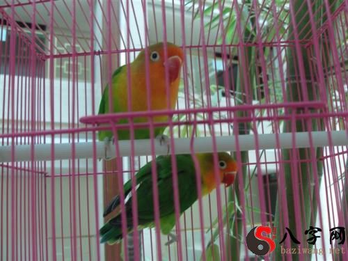 Dreaming of a bird in a cage