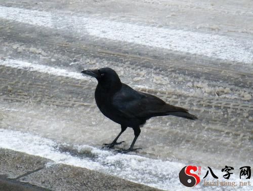 Dreaming of crows cawing