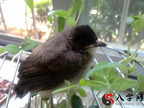 Dreaming of feeding a bird water