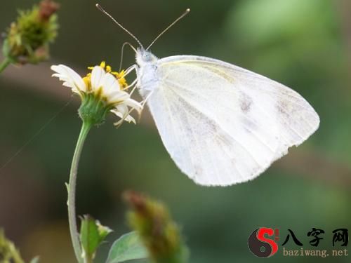 dream about white butterfly (i.e. butterfly around the world)
