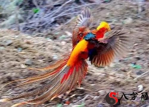 Dreaming of a phoenix in your home