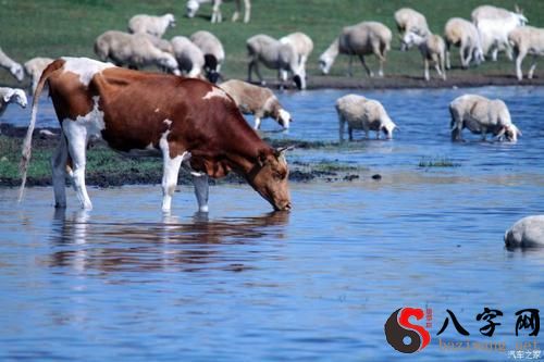 Dreaming of a cow drinking water