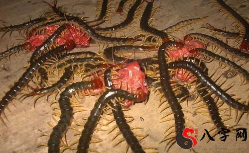 I dreamt of centipedes.