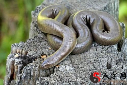 Dreaming of a black python