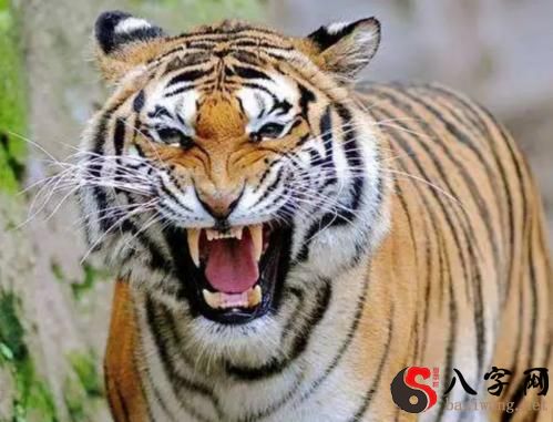 Dreaming of a tiger biting someone