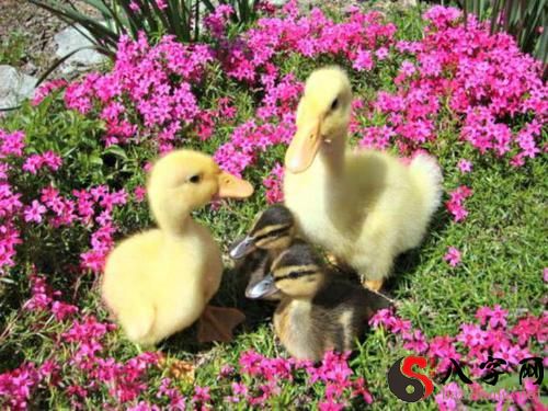 Dreaming of ducks holding eggs