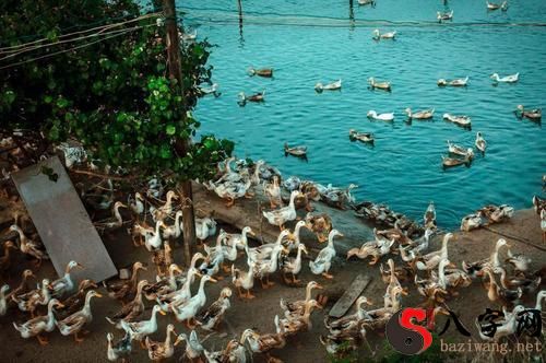 Dreaming of buying ducks