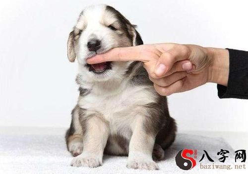 Dreaming of a puppy being bitten to death by a big dog