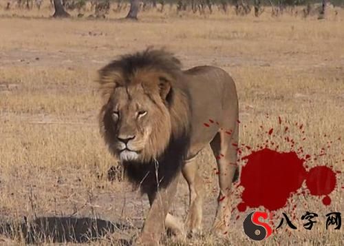 Dreaming of killing a lion