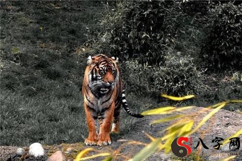 Dreaming of a tiger running after me