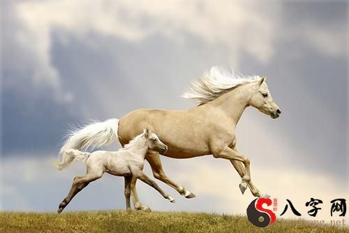 Dreaming of horses running