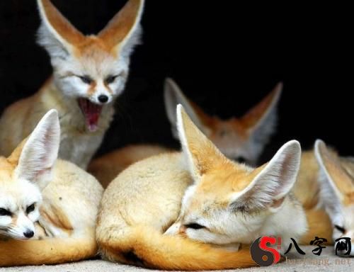 Dreaming of a pregnant fox