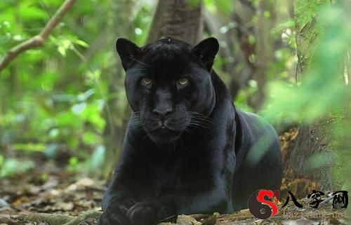 Dreaming of a black panther