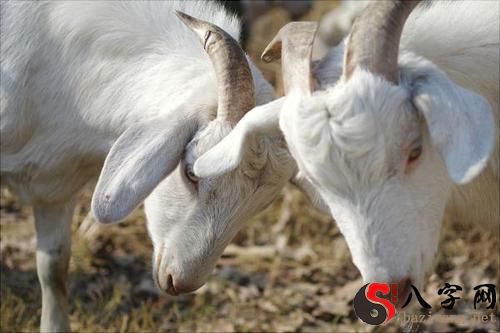 Dreaming of rams