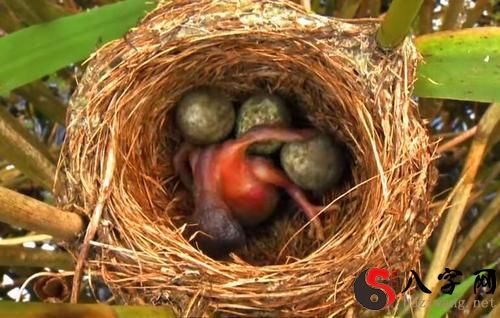 Dreaming of a nest of bird eggs