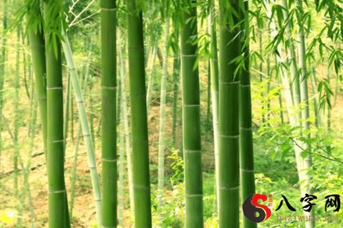Dreaming of Bamboo Shifting Ground