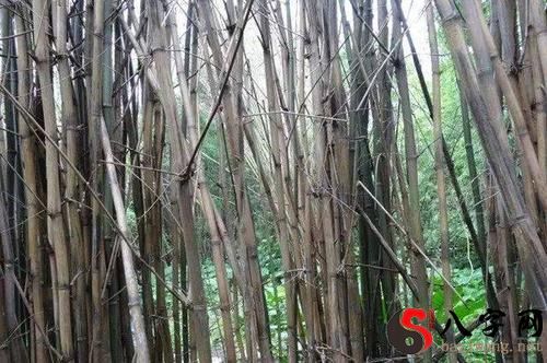 Dreaming of dead bamboo