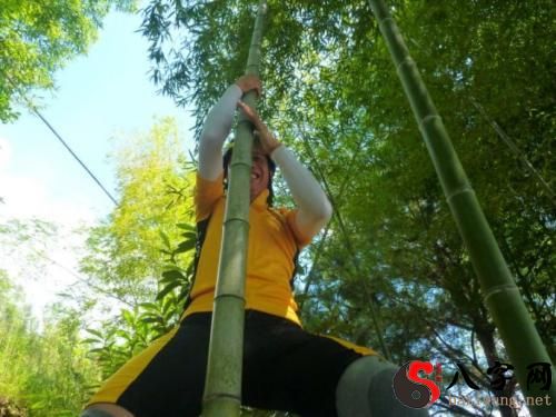 Dreaming of climbing bamboo