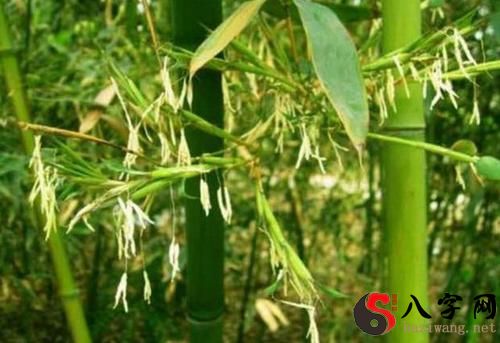 Dreaming of bamboo blossoms