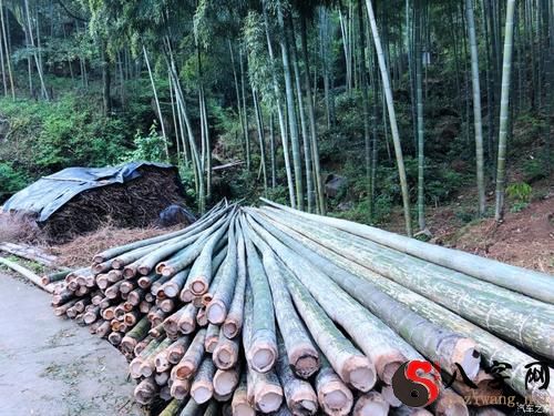 Dreaming of cutting down bamboo