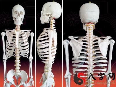 Dreaming of human bones