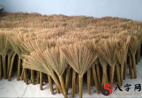 Dreaming of growing broom millets