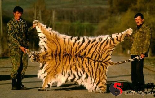 Dreaming of Tiger Skin
