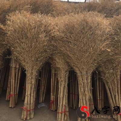 Dreaming of tying a broom with bamboo
