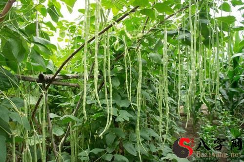 Dreaming of cowpeas
