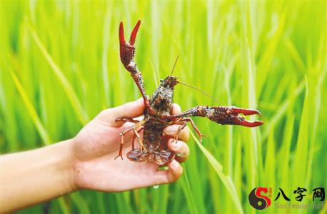 Dreaming of crayfish flying