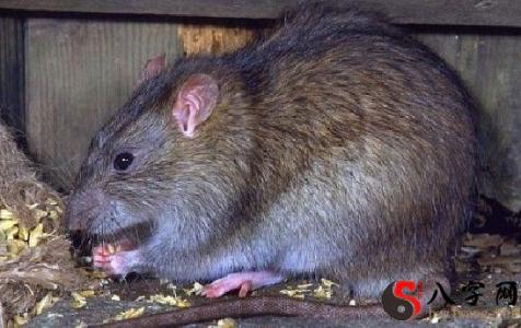 Dreaming of rat blood