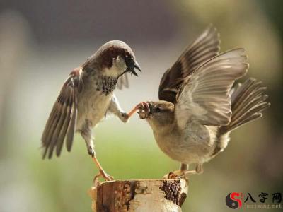 Dreaming of sparrows flying into your home