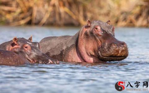 Dreaming of hippos