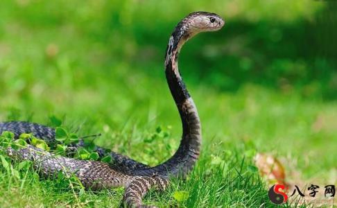 Dreaming of a snake eating a butterfly
