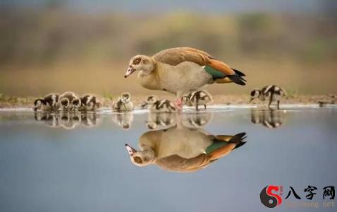Dreaming of shooting a bird