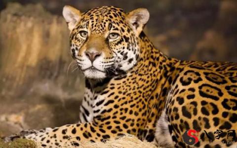 Dreaming of a leopard