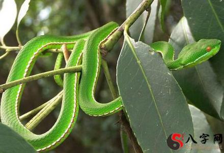 Dreaming of a green snake biting you