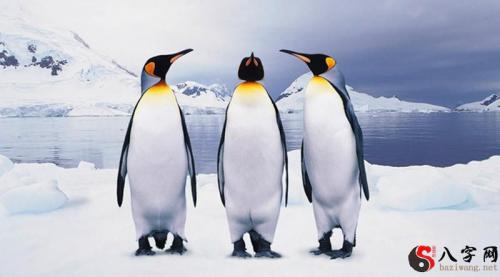 Dreaming of penguins