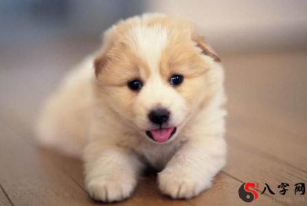 Dreaming of lots of cute puppies